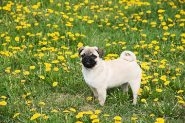 belgili tanımlık pug yavrusu