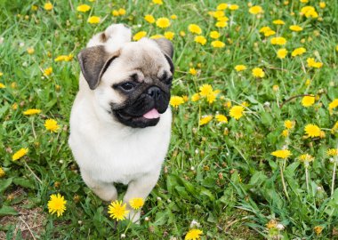 Puppy of the pug clipart