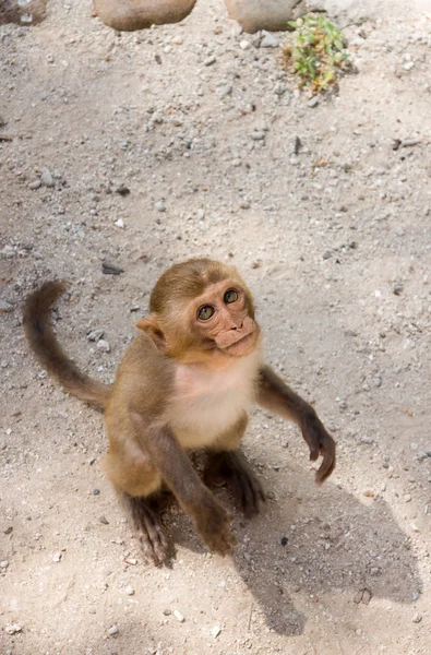 Maymun — Stok fotoğraf