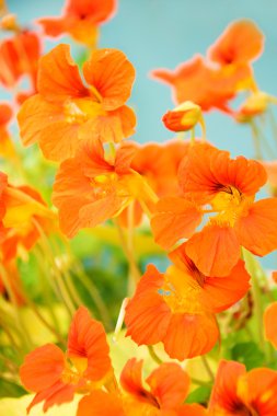 Kırmızı nasturtium