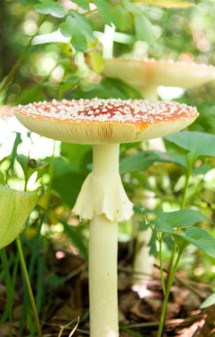 Mushroom (Amanita pantherina) clipart