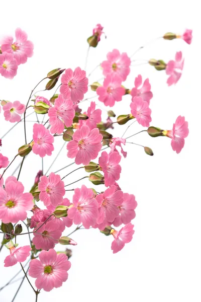 Roze bloemen Stockfoto
