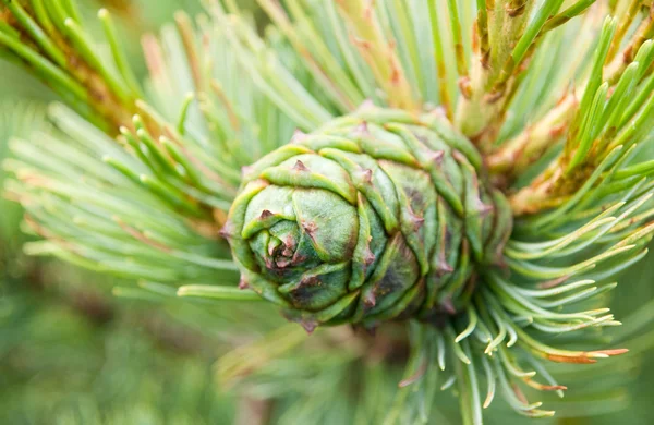 stock image Pinecone