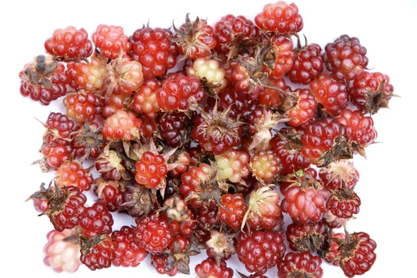 Rubus arcticus