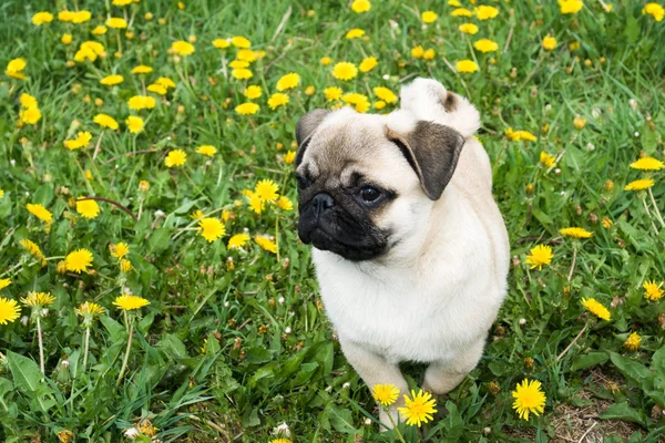 Puppy of the pug — Stock Photo, Image
