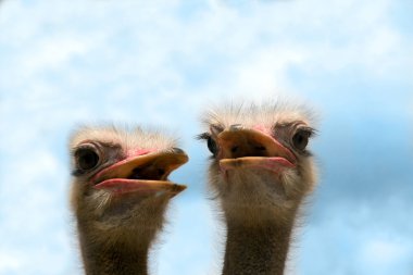 Ostriches clipart