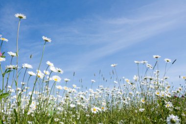 daisywheelsizole işlenmiş peynirli sandviç