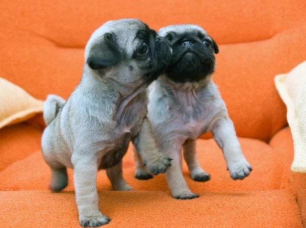Twee pug puppy — Stockfoto