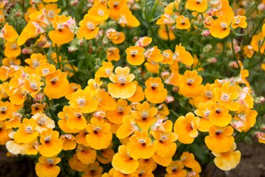 Nemesia (Nemesia strumosa) clipart