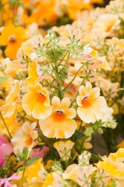 Nemesia strumosa clipart