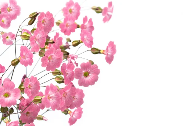 stock image Pink flowers