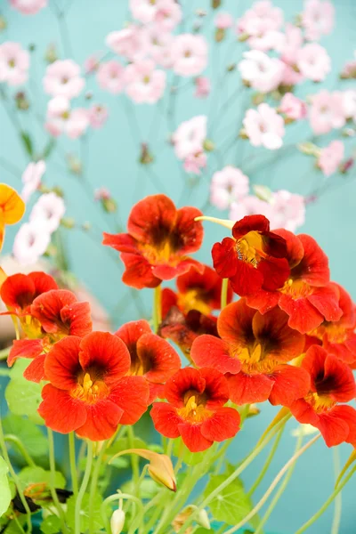 Pozadí květiny — Stock fotografie