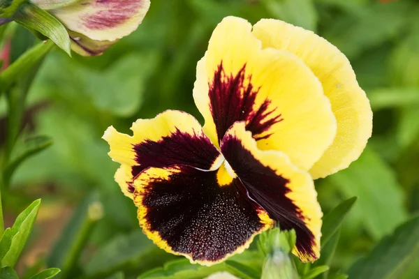 Viola (Viola tricolor) — Stockfoto