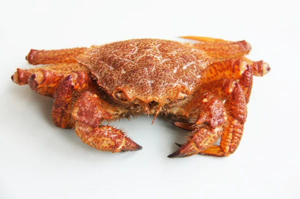 Krab (Erimacrus isenbeckii ) — Stockfoto