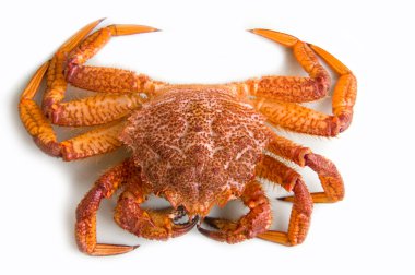 Crab (Erimacrus isenbeckii ) clipart