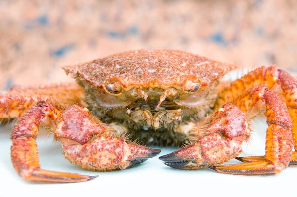 Crab (Erimacrus isenbeckii — Stock Photo, Image