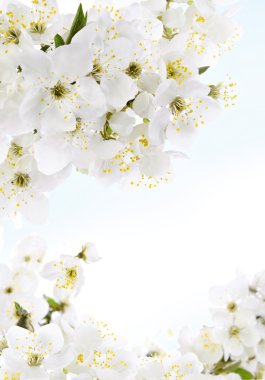 White flowers clipart