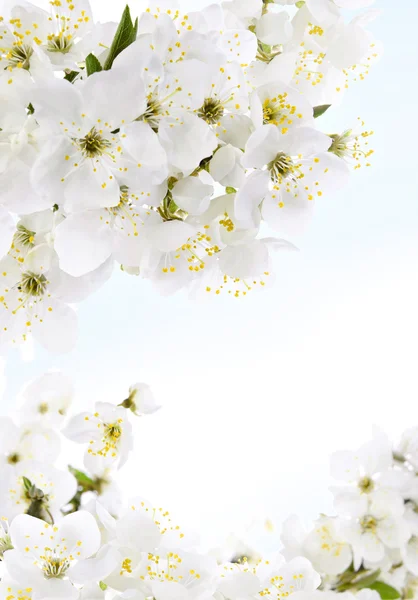 흰색 꽃 — 스톡 사진