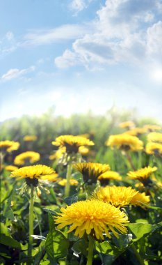 Dandelions on field clipart