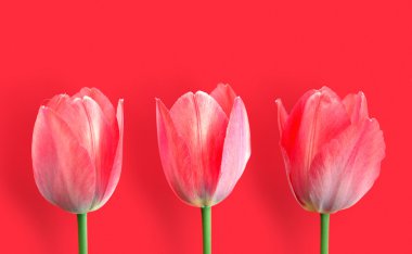 Beautiful tulips on red clipart