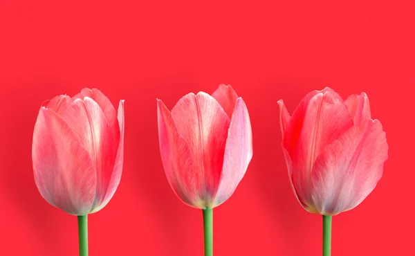 Красиві тюльпани на червоному — стокове фото