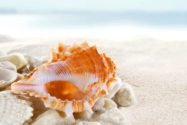 Conchas marinas en la playa —  Fotos de Stock