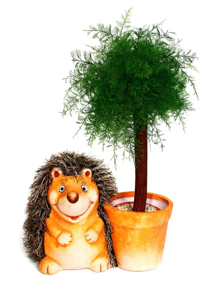 Hedgehog um vaso de plantas e árvore verde — Fotografia de Stock
