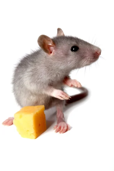 Γκρι ποντίκι και τυρί — Φωτογραφία Αρχείου