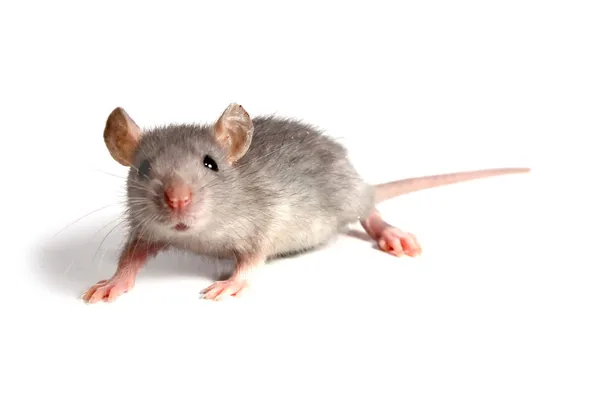 Ratón — Foto de Stock