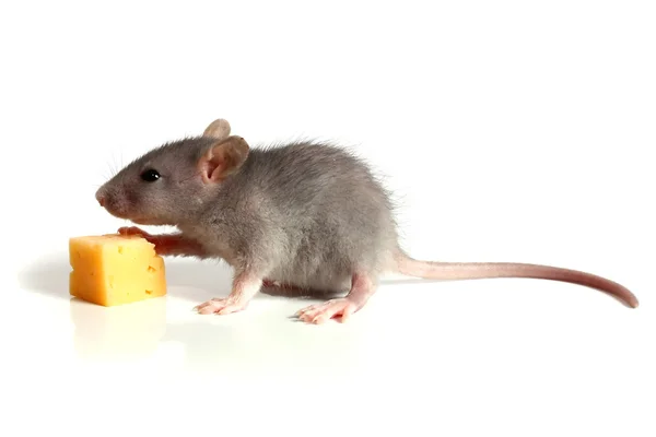 Маленькая мышь и сыр — стоковое фото