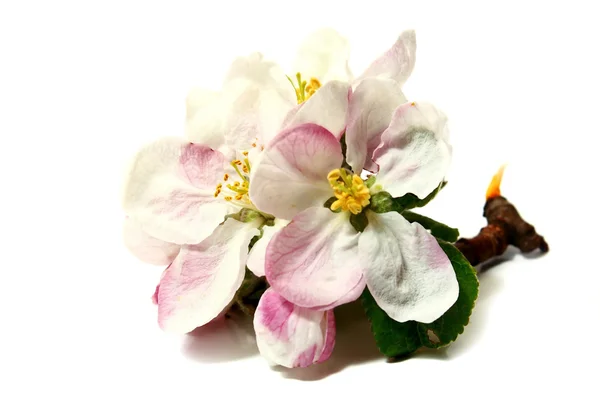 Цветы яблони на ветке — стоковое фото
