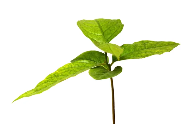 stock image Green plant