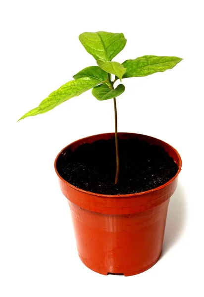 stock image Green plant is a flowerpot