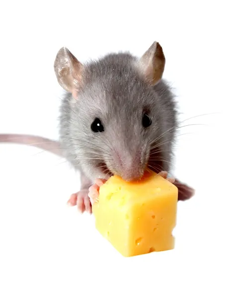 Mouse and cheese Royalty Free Stock Images