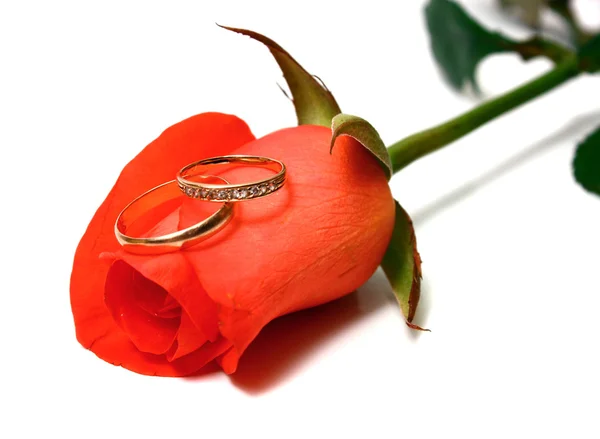 Rose- og gifteringer – stockfoto