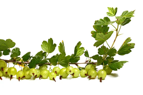 Molta uva spina su un brunch con foglie — Foto Stock
