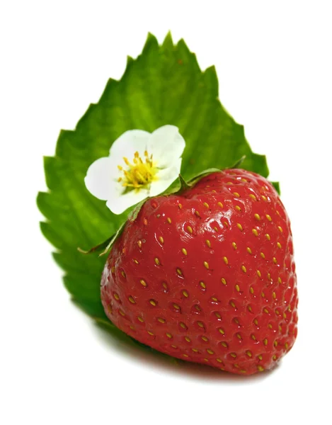 Erdbeerblüte — Stockfoto