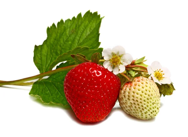 Fresa blanca y roja y flor en rama —  Fotos de Stock