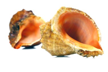 iki deniz cockleshells
