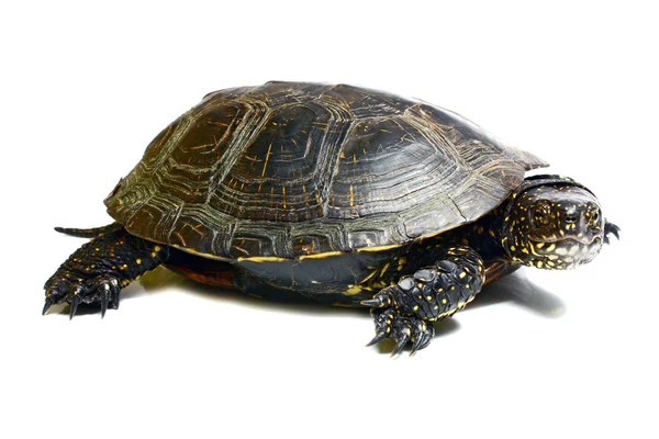 stock image Tortoise