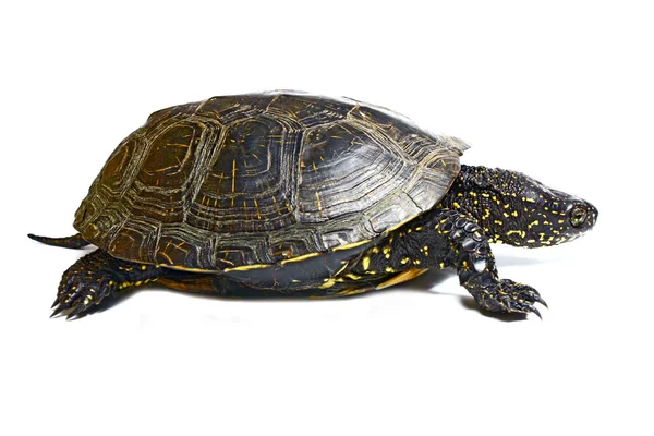 stock image Tortoise