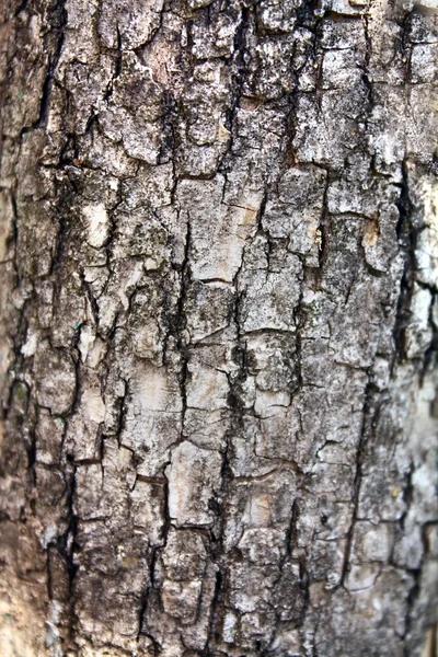 Pozadí je textura kůra stromu — Stock fotografie