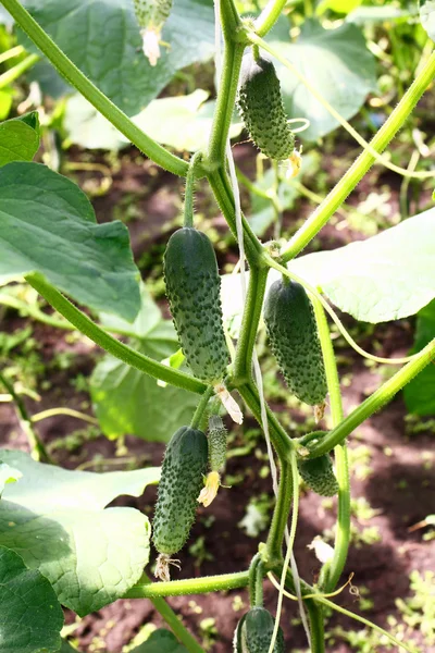 Stock image Cucumbers growing on branch