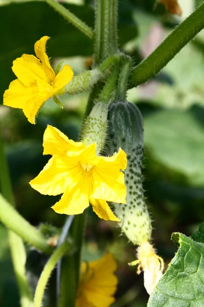 stock image Flowerings cucumbers growing on branch