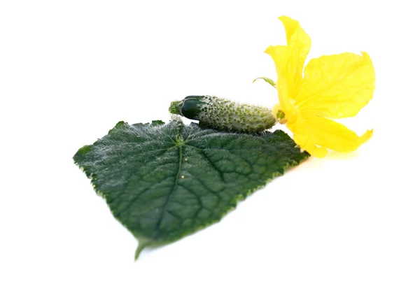 Lite gurka med en foliageand blomma — Stockfoto