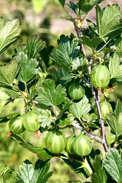 Bush üzerinde büyüyen bektaşi üzümü — Stok fotoğraf