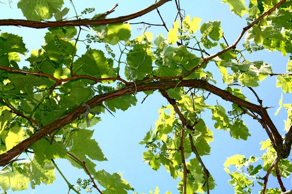 Folhas de videira no fundo azul do céu — Fotografia de Stock
