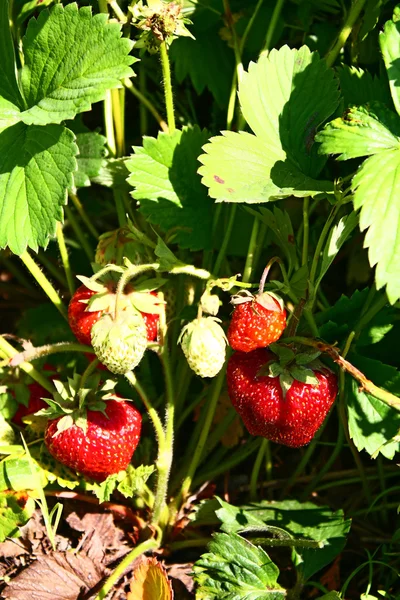 stock image Strawberry growing on vegetable garden