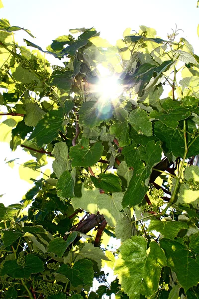 Iluminação solar através das folhas de videira — Fotografia de Stock