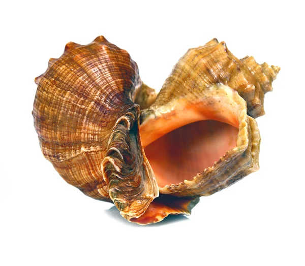 Cockleshells marinhos como um coração — Fotografia de Stock